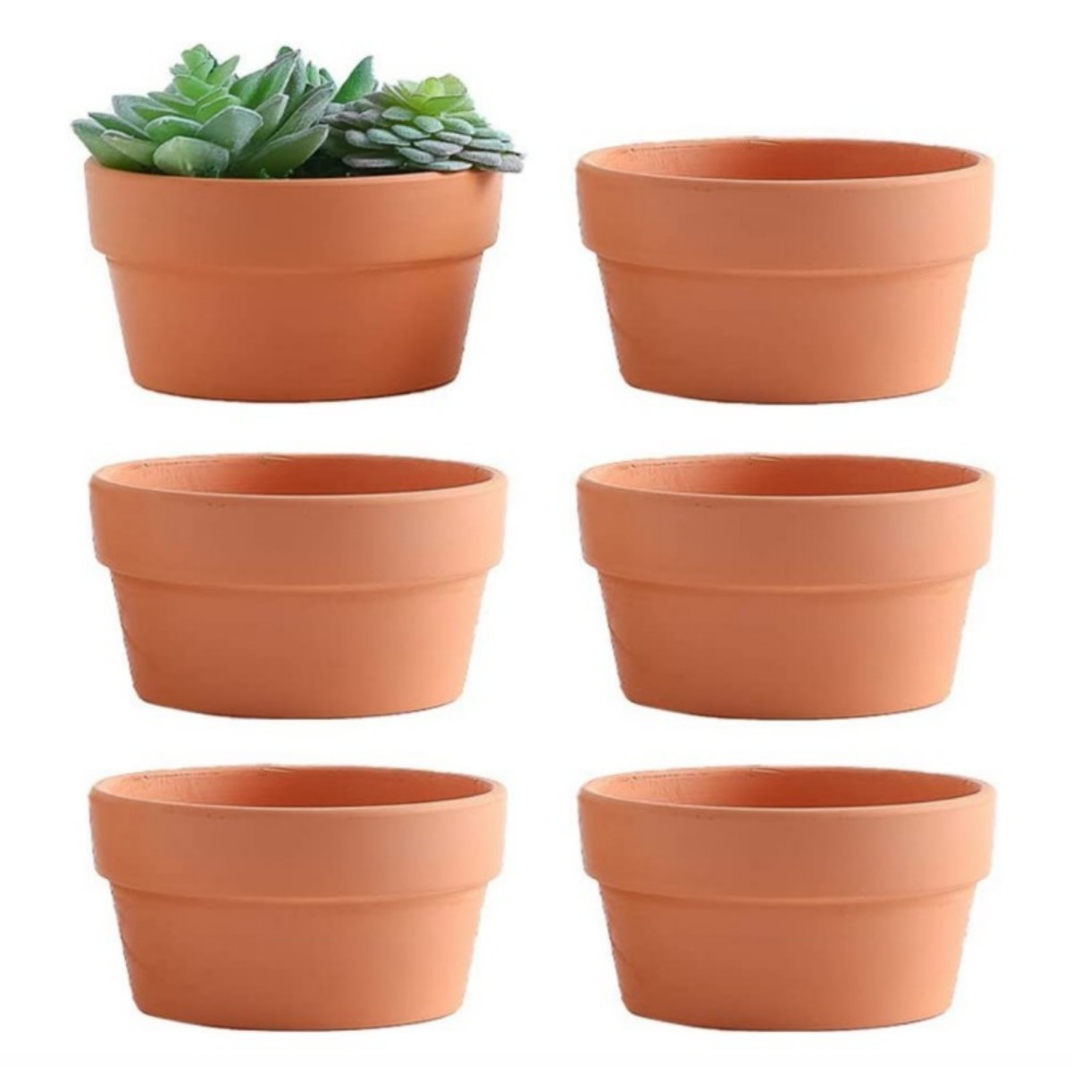 6 PCS Terracotta Buld Pots 3.5 - огляд і ціна Echeveria Succulent