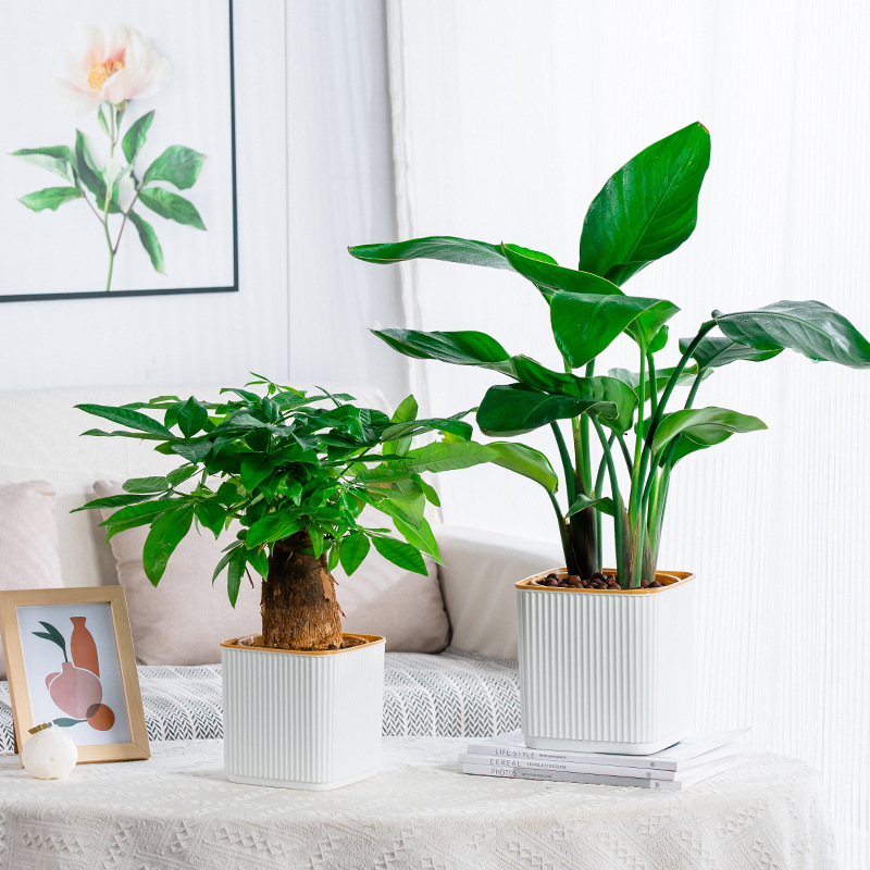 Self-Watering Flower Pot for L - огляд і ціна Aloe Vera Pot