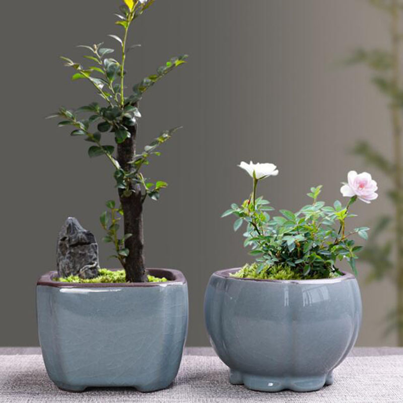 Retro Ceramic Flower Pot Aspar - огляд і ціна Echeveria Succulent