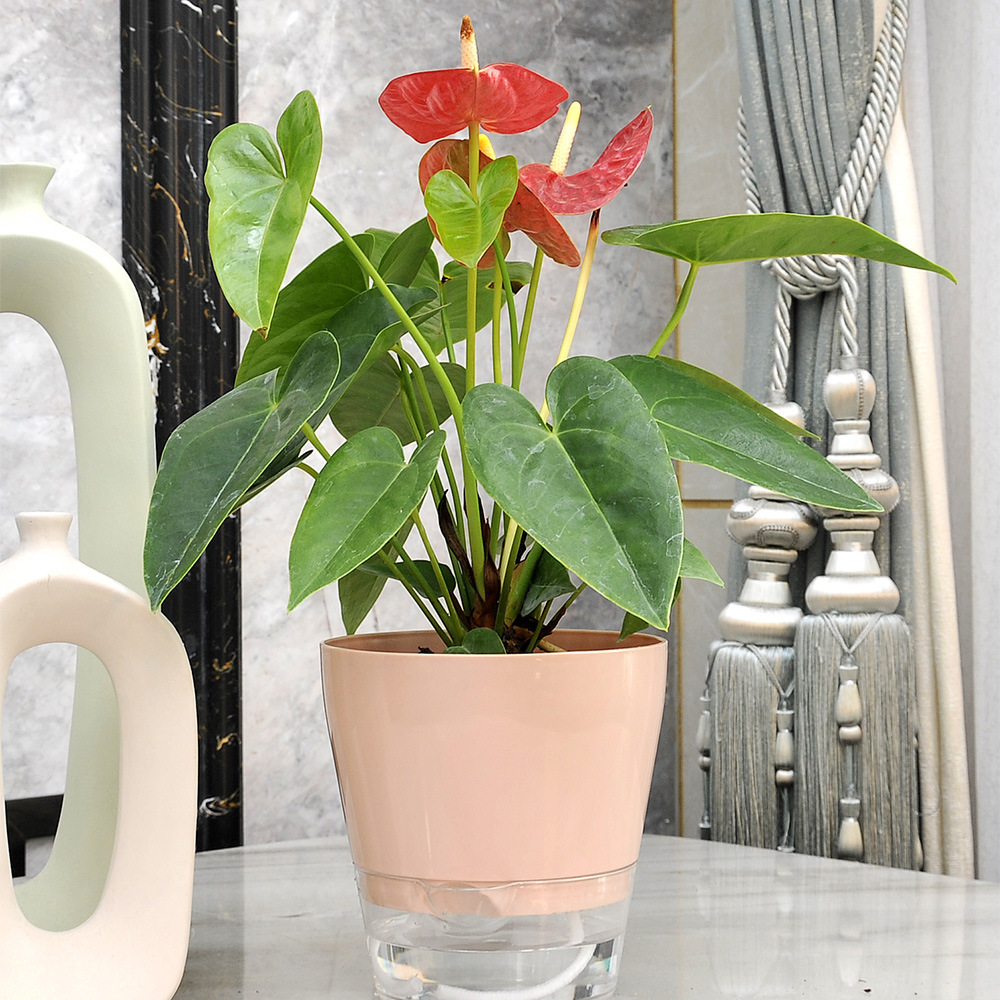 Lazy Flower with Drainage Hole - огляд і ціна Aloe Vera Pot
